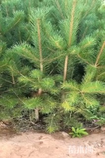 高度100厘米樟子松