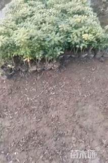 高度30厘米海桐