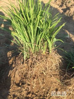 高度15厘米中叶麦冬