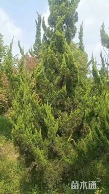 高度300厘米龙柏