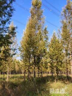 12公分金叶水杉