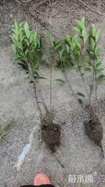 高度80厘米法国冬青