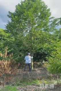 18公分乐昌含笑