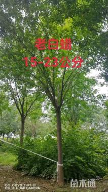 12公分老式白蜡