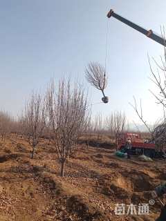 10公分八棱海棠