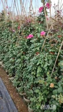 高度80厘米木香