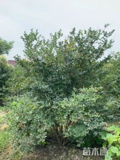 高度200厘米丛生紫薇