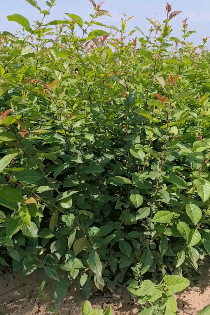 高度100厘米丛生贴梗海棠