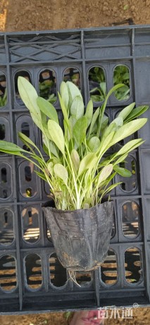 高度20厘米金鸡菊