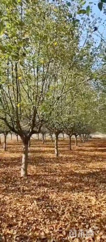 12公分垂丝海棠