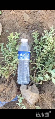 高度15厘米金焰绣线菊