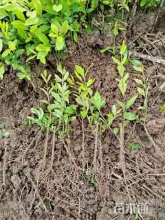 高度10厘米金叶水蜡