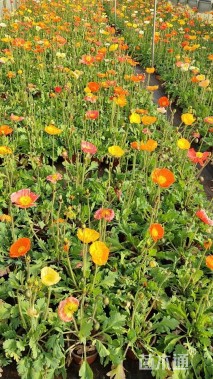 高度25厘米虞美人