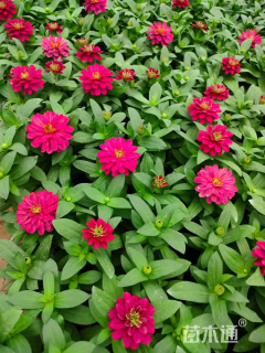 高度20厘米百日草