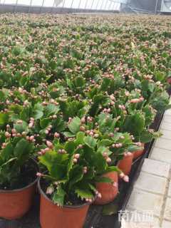 高度15厘米蟹爪兰