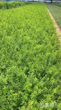 高度45厘米绣线菊