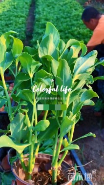 高度30厘米八宝景天