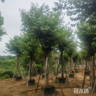 高度450厘米紫荆