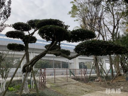 高度3000厘米万年青