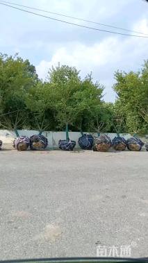 10公分樱花