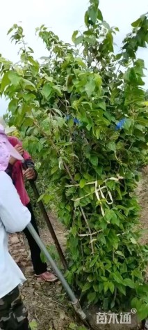 高度310厘米丛生蜡梅