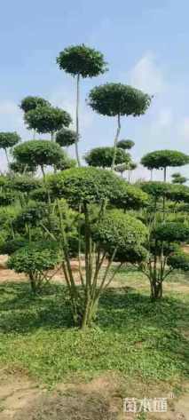 高度300厘米小叶女贞