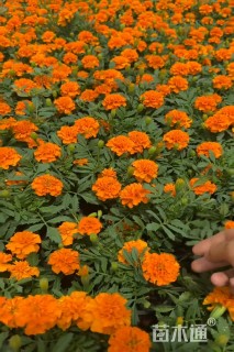 高度20厘米孔雀草