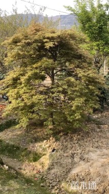 高度200厘米羽毛枫