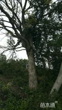 73公分朴树