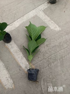 高度30厘米八仙花