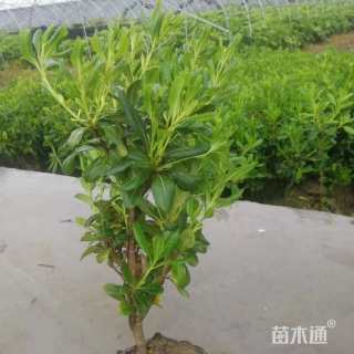 高度45厘米海桐小苗