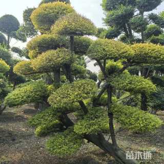 高度60厘米小叶女贞