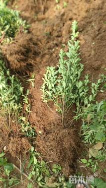 高度48厘米大叶黄杨