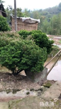 冠幅200厘米雀舌黄杨球