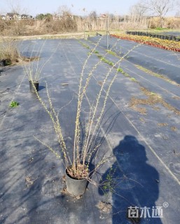 高度80厘米喷雪花