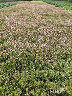 高度40厘米绣线菊