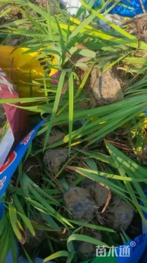 高度20厘米花菖蒲