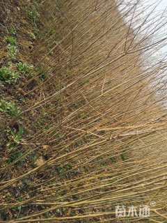 高度90厘米乌桕小苗