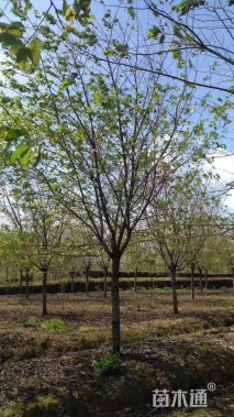 10公分染井吉野樱