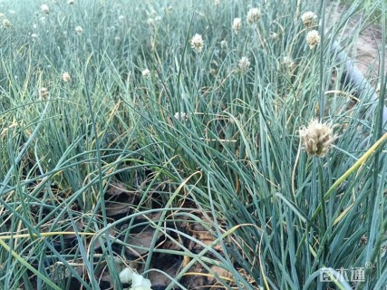 高度40厘米大花葱