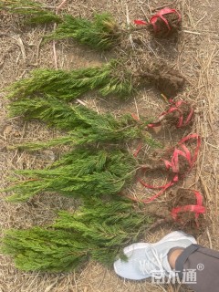 高度30厘米龙柏