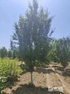 13公分西府海棠