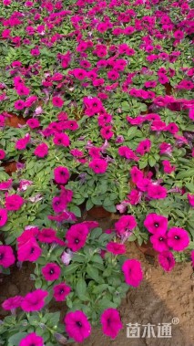 高度20厘米垂钓牵牛