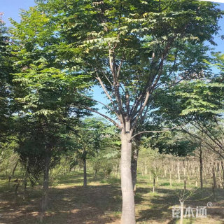 20公分栾树