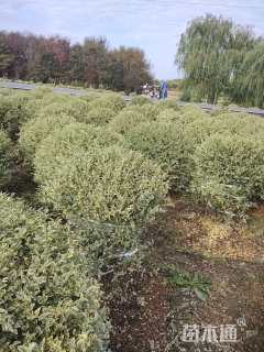 冠幅100厘米银姬小蜡球