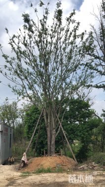 80公分丛生榔榆