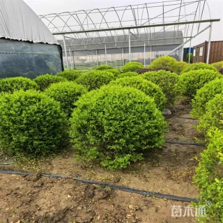 冠幅180厘米亮晶女贞球