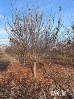 12公分染井吉野樱