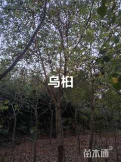 8公分乌桕