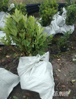 高度35厘米卫矛小苗